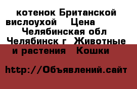 котенок Британской вислоухой  › Цена ­ 2 500 - Челябинская обл., Челябинск г. Животные и растения » Кошки   